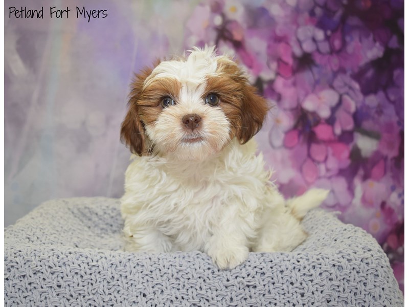 dog bichon shih tzu