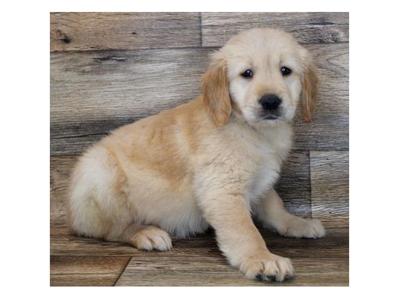 Golden Retriever Dog Golden Id 2883430 Located At Petland Oklahoma City Tulsa