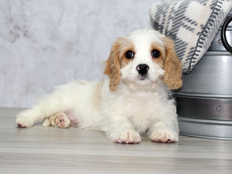 cavachon pillow