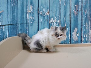 petland kittens for sale