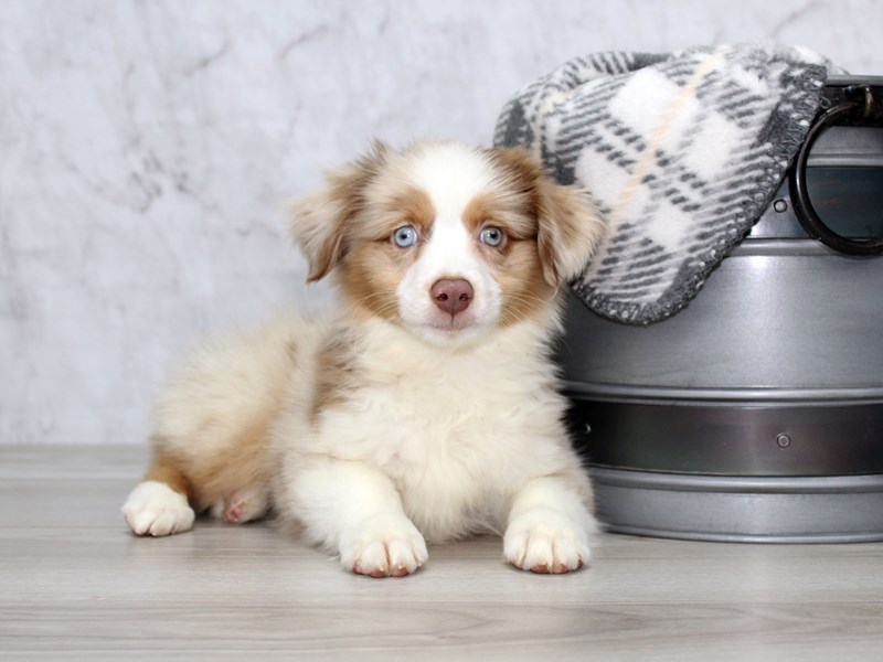 red merle australian shepherd plush