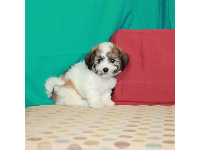 bichon frise shih tzu puppies