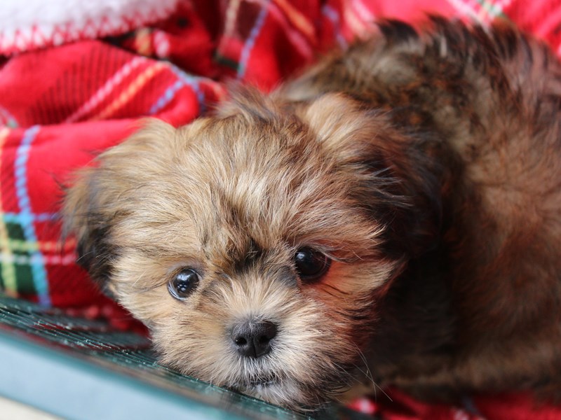 Lhasa Apso DOG Red ID:2894321 Located at Petland Montgomery