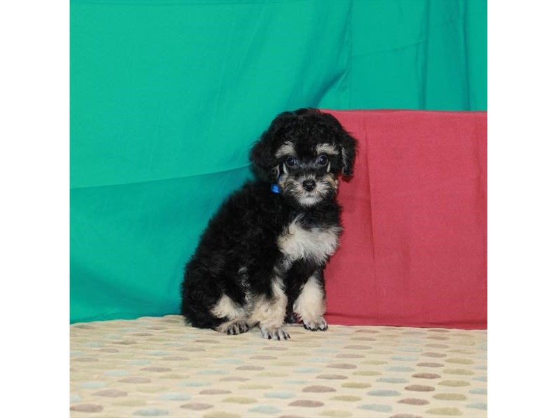 Poodle DOG Black / Tan ID:2905319 Located at Petland Las Vegas, NV