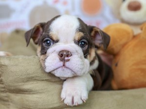 English Bulldog Puppies For Sale | Available in Phoenix & Tucson, AZ