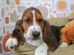 Basset Hound Puppies Available in Phoenix & Tucson, AZ