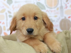 Golden Retriever Puppies For Sale | Available in Phoenix ...