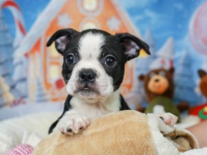 Boston Terrier Puppies Craigslist Phoenix - Pets Lovers
