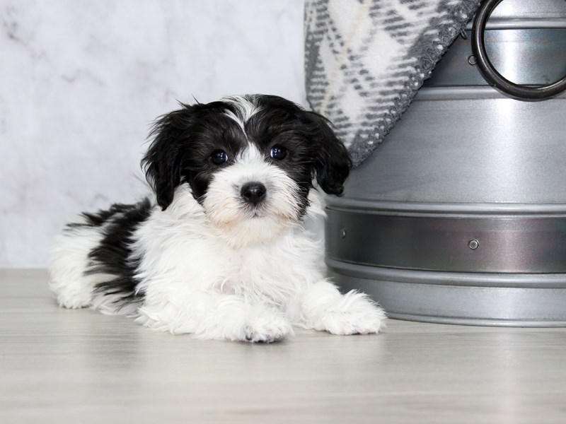 Coton De Tulear DOG Black / White ID2933039 Located at Petland Lewis