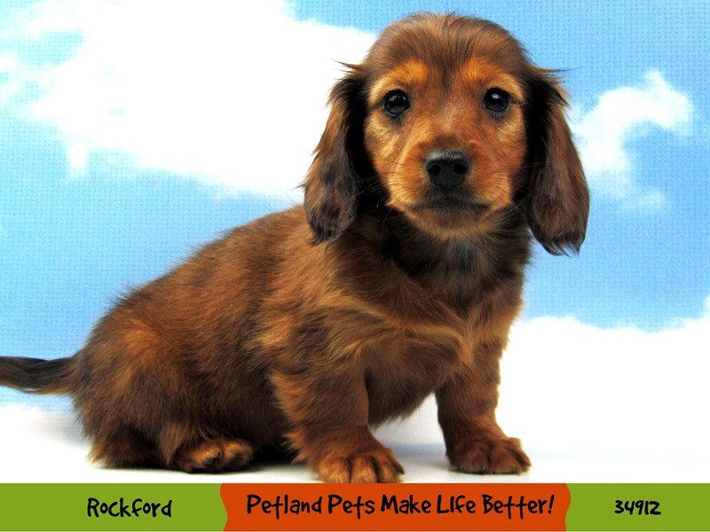 Dachshund DOG Chocolate ID:2934370 Located at Petland Rockford