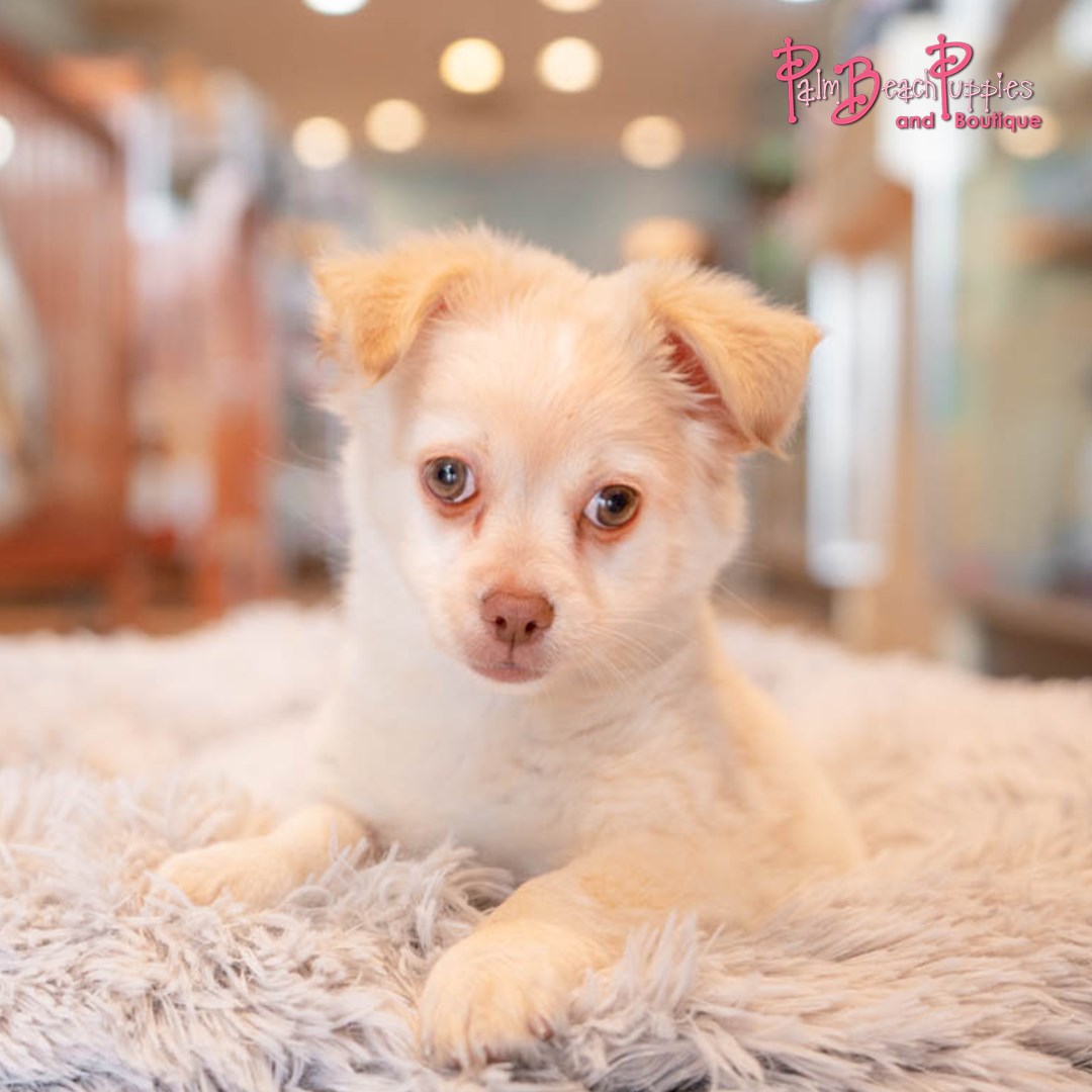 Palm Beach Puppies | Puppies For Sale | Puppy Clothing and ...