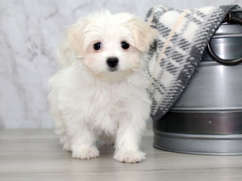 Coton De Tulear Coupe Nounours / Pin on Coton de Tulear