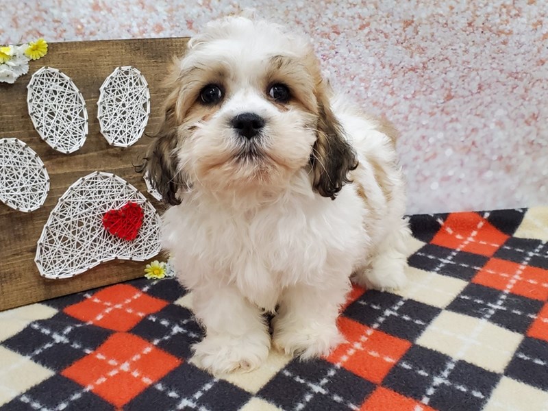 shih tzu bichon frise mix for sale