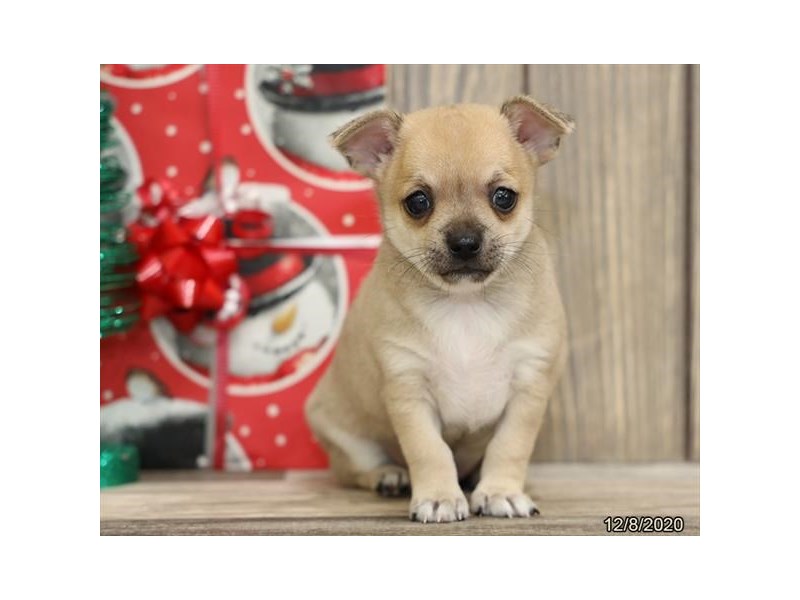 Chihuahua DOG Fawn ID:2954979 Located at Petland Lewis Center