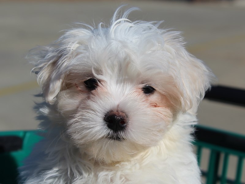 Maltese DOG White ID:2945320 Located at Petland Montgomery