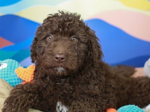 Aussiedoodle Puppies For Sale | Available in Phoenix & Tucson, AZ