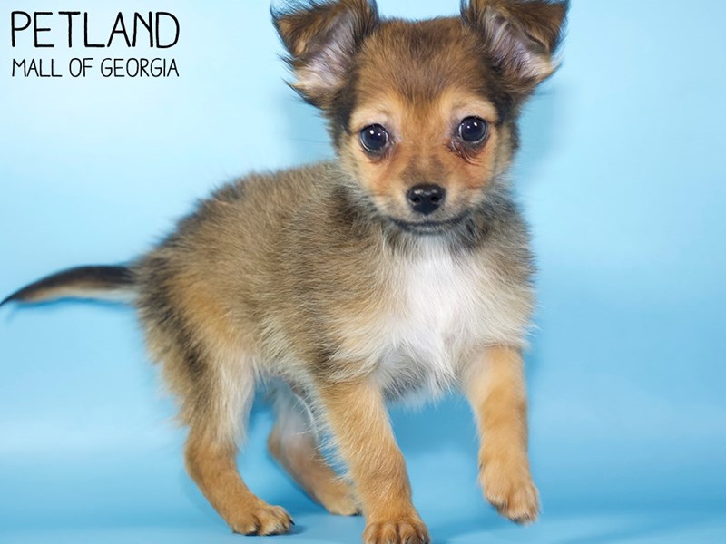 Chihuahua DOG Fawn ID:2959146 Located at Petland Mall of Georgia
