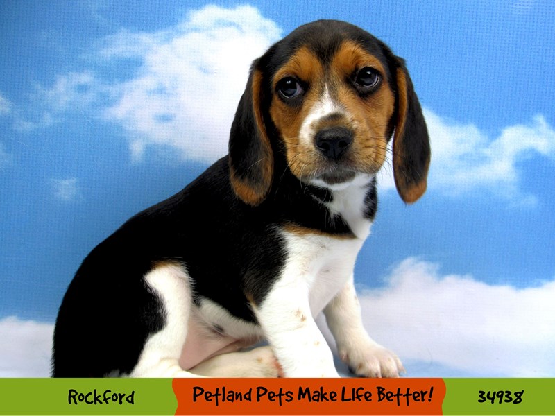 Beagle DOG Tri-Colored ID:2965342 Located at Petland Rockford