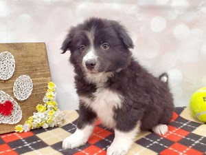 Dogs Puppies For Sale Petland Strongsville Ohio