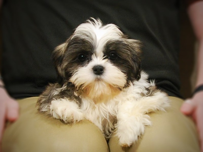 Shih Tzu DOG Brindle / White ID:2969424 Located at Petland Iowa City