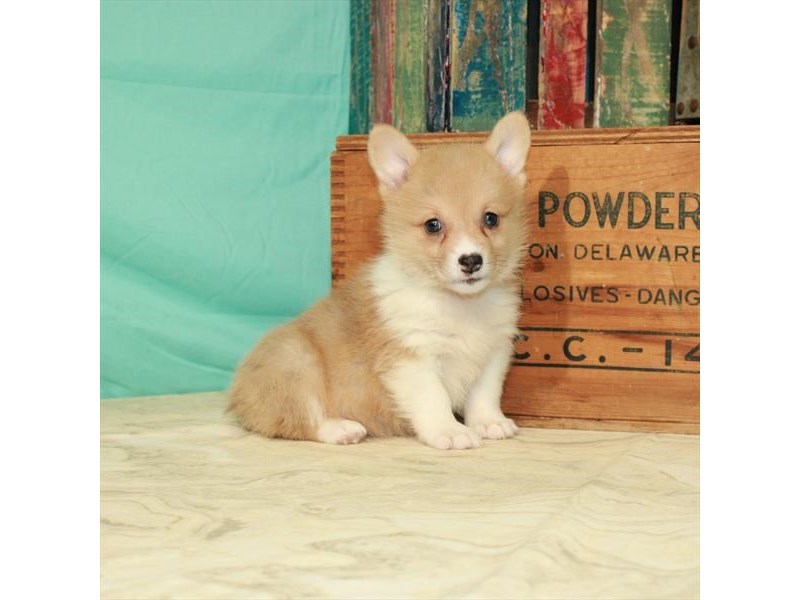 Pembroke Welsh Corgi DOG Red Merle ID:2972633 Located at Petland Las ...