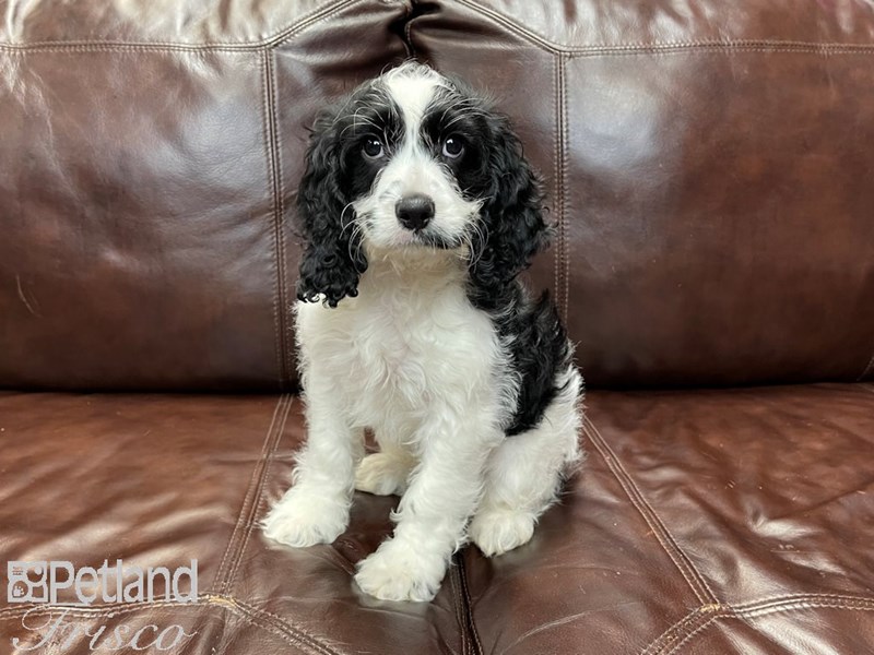 black and white cockapoo stuffed animal