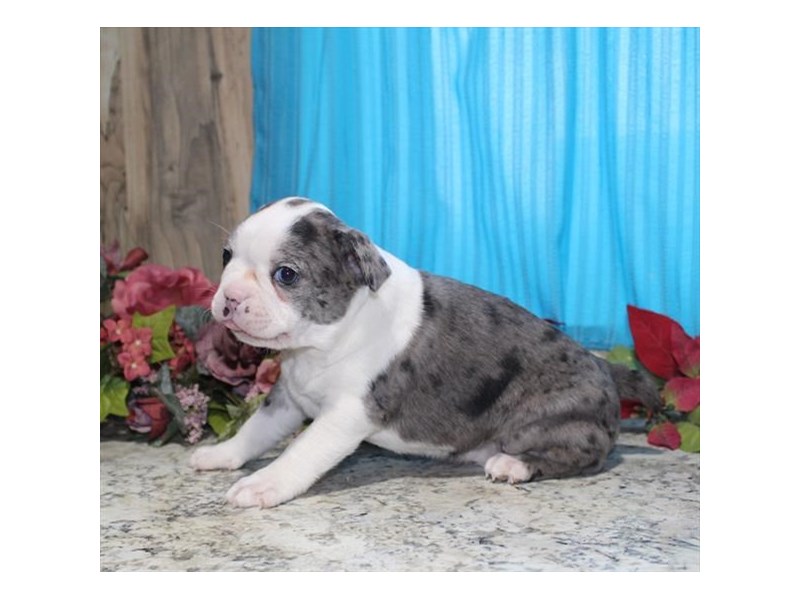 Boston Terrier DOG Blue Merle ID2981753 Located at