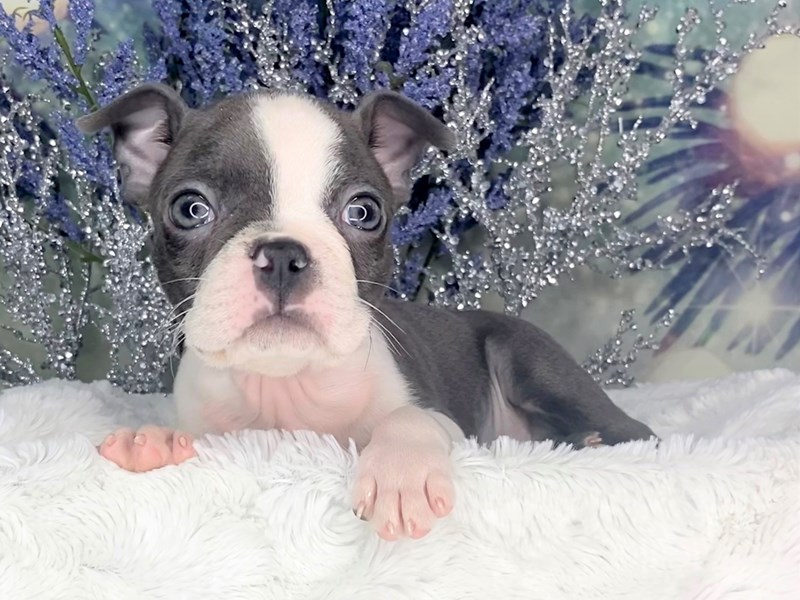Boston Terrier DOG Blue / White ID2982079 Located at