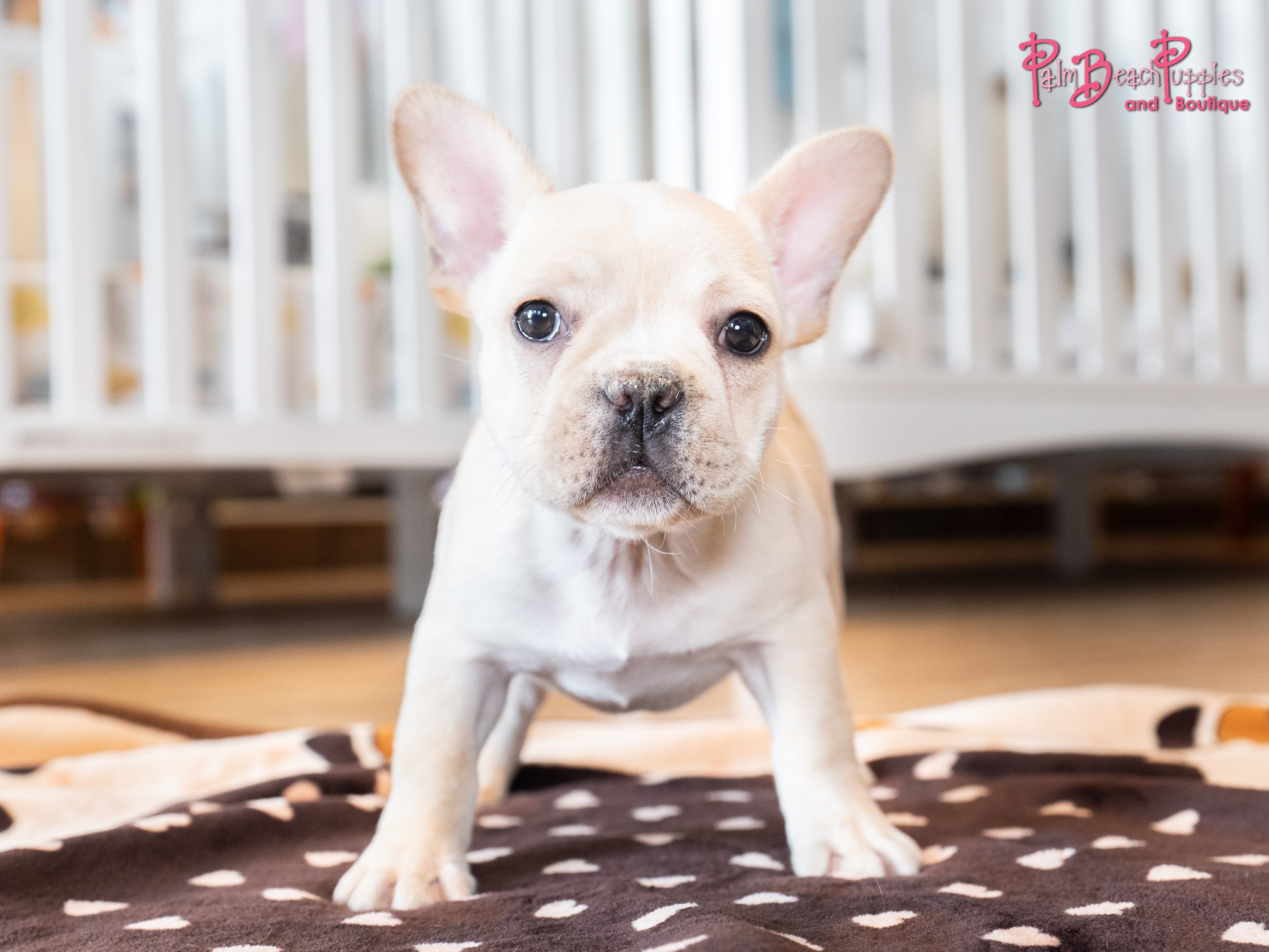 Palm Beach Puppies Puppies For Sale Puppy Clothing And Accessories