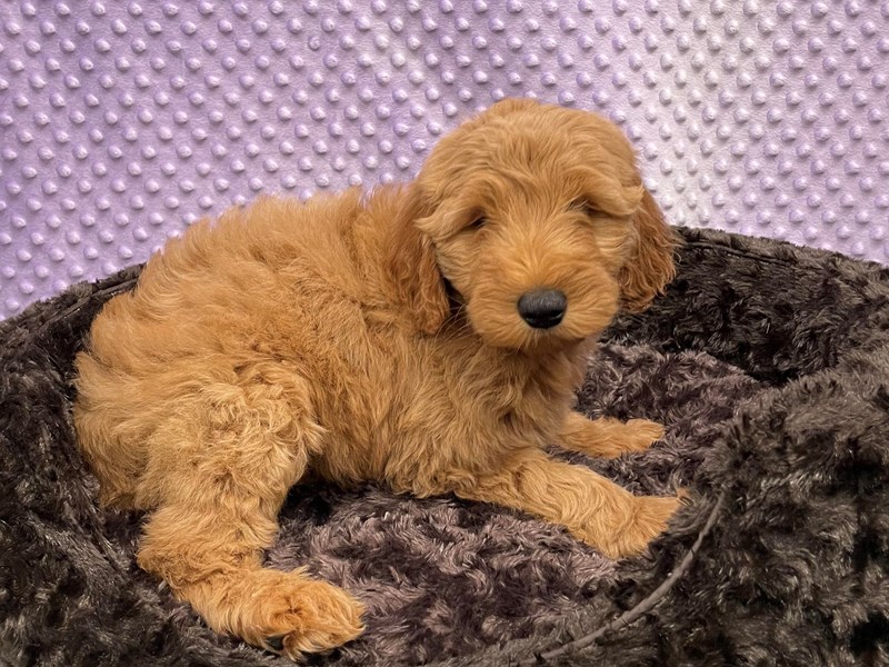 F1B Goldendoodle DOG Red ID:2992858 Located at Petland Katy