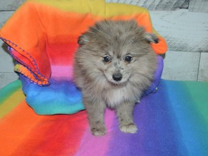 blue merle spitz