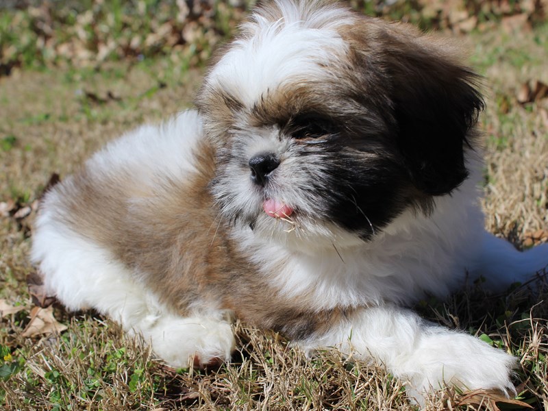 Shih Tzu DOG Sable / White ID:3021517 Located at Petland Montgomery