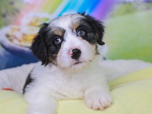 Discounted Puppies | Affordable Puppies for Sale | Animal Kingdom AZ