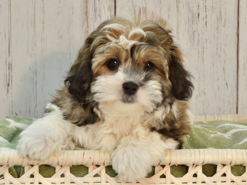 Shih-poo (shih Tzu Poodle) Dog Gold & White Id:3060019 Located At 