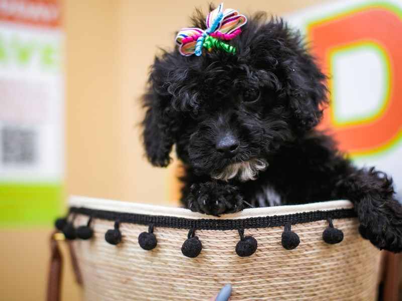 cockapoo soft toys