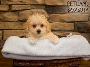 Dogs And Puppies For Sale Petland Sarasota Florida Pet Store