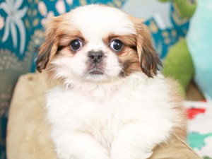 Pekingese Puppies For Sale | Available in Phoenix & Tucson, AZ