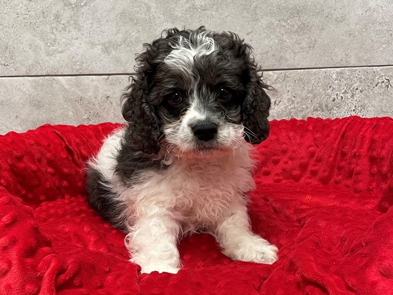 black and white cockapoo stuffed animal