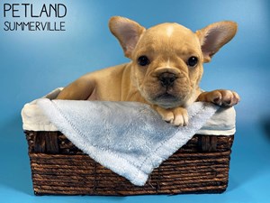 French Bulldog Puppies Petland Summerville