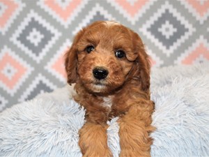 Adorable And Available Puppies For Sale At Petland Dunwoody Georgia