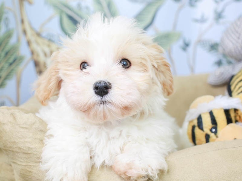 havanese dog stuffed animal