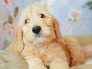 Goldendoodle Puppies For Sale Available In Phoenix Tucson Az