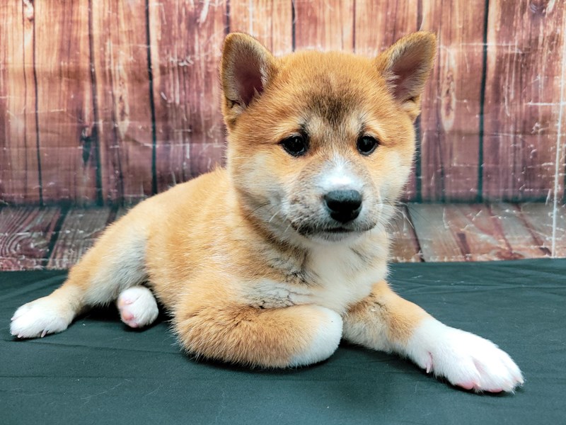 Shiba Inu DOG Red Sesame ID:3156081 Located at Petland Las Vegas, NV