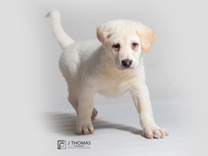 [9+] 4 Months Old Cute Petland Dog Puppy For Sale Or Adoption Near Me