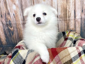 Puppies For Sale Adoption Visit Petland Dayton Ohio