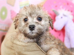 Schnoodle Puppies For Sale | Animal Kingdom Phoenix & Tucson, AZ