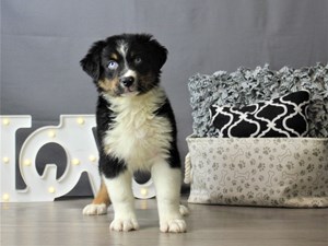 Dogs And Puppies For Sale In Ohio Petland Carriage Place