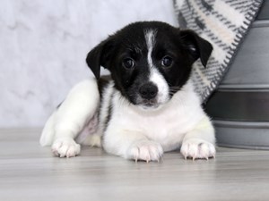 Puppies For Sale Petland Lewis Center Columbus Ohio