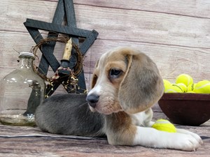 Dogs And Puppies For Sale Petland Murfreesboro Pet Store Tn