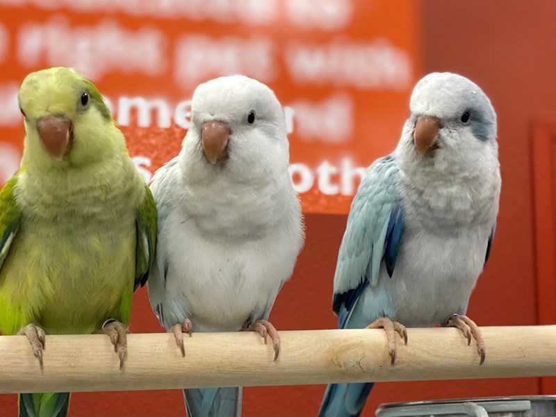 [#23] Quaker Parrot Birds For Sale #1